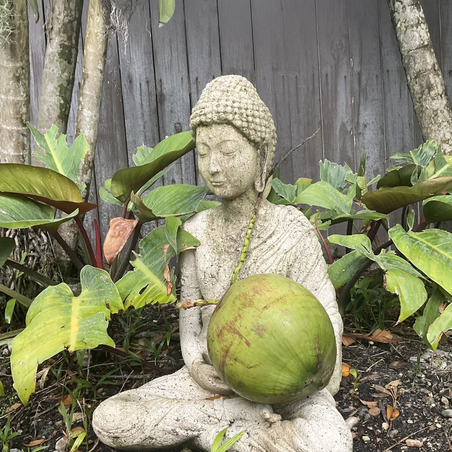 A young green coconut resting in the hands of a stone Buddha in a South Florida garden