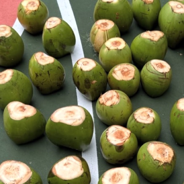 Dehusked young coconuts with the crown shaved flat