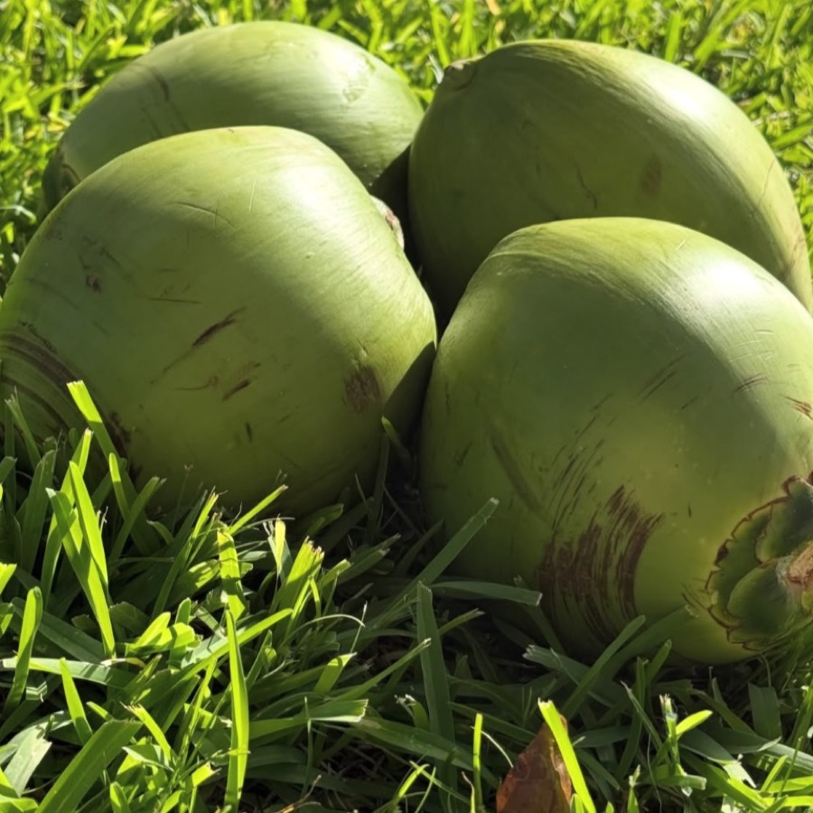Young coconuts fresh from the palm