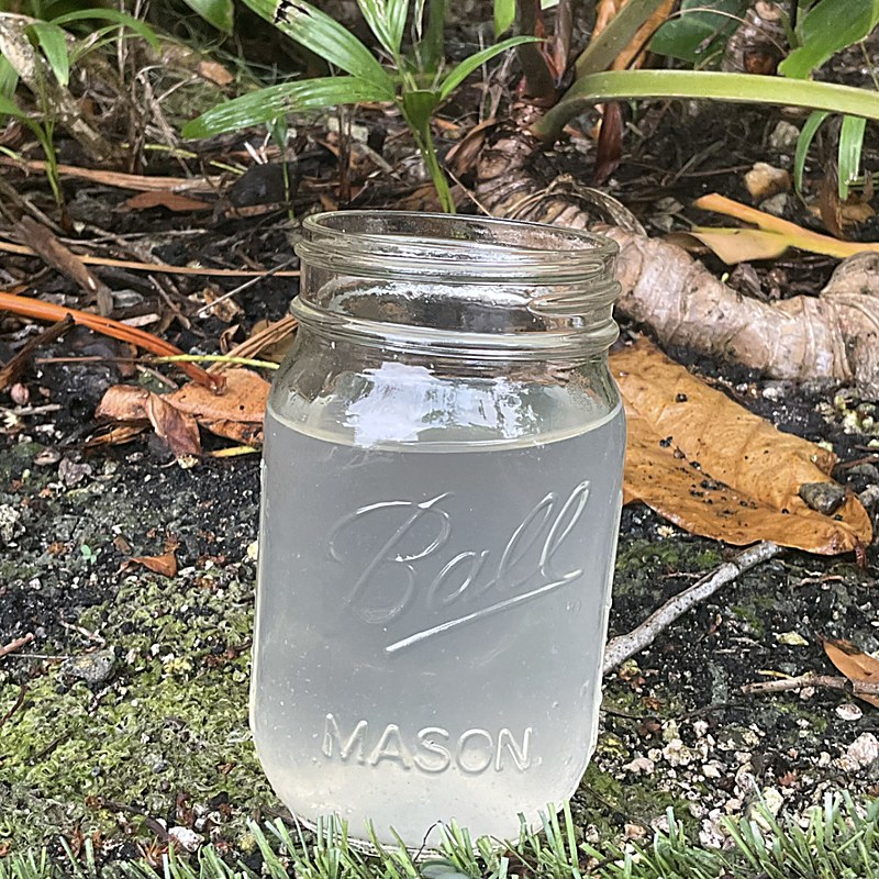 8 oz glass jar of raw regenerative coconut water